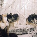 THE CHRONICLES OF NARNIA: THE LION, THE WITCH AND THE WARDROBE