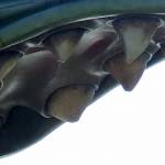 The Dawn Treader - August 22, 2009 - David Jackmanson