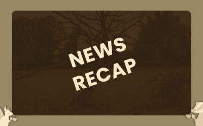 Two Titles, Two Beavers, and a Dead Tree | Talking Beasts